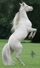 Cascades Top Cat Crème de la Crème